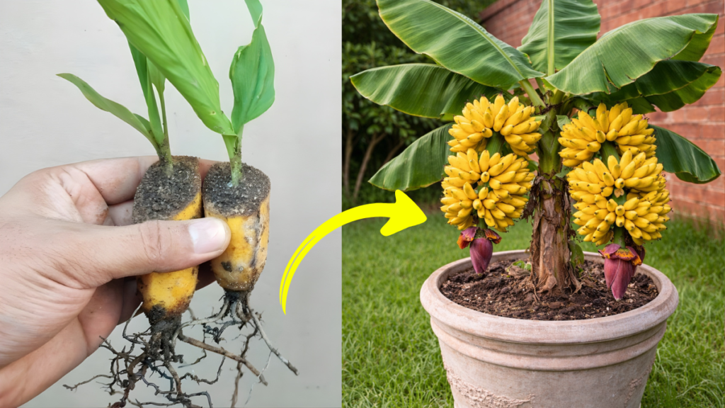 Current image: Crazy Skills Growing Banana Tree from Banana Fruit