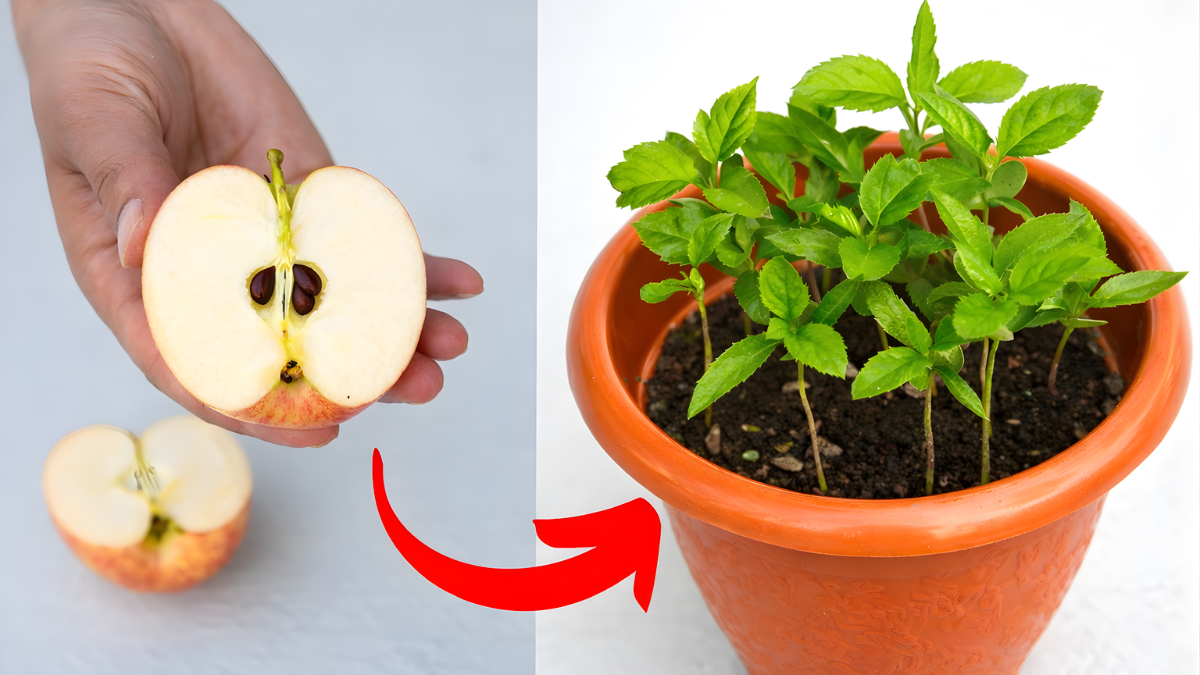 Grow Apple Tree