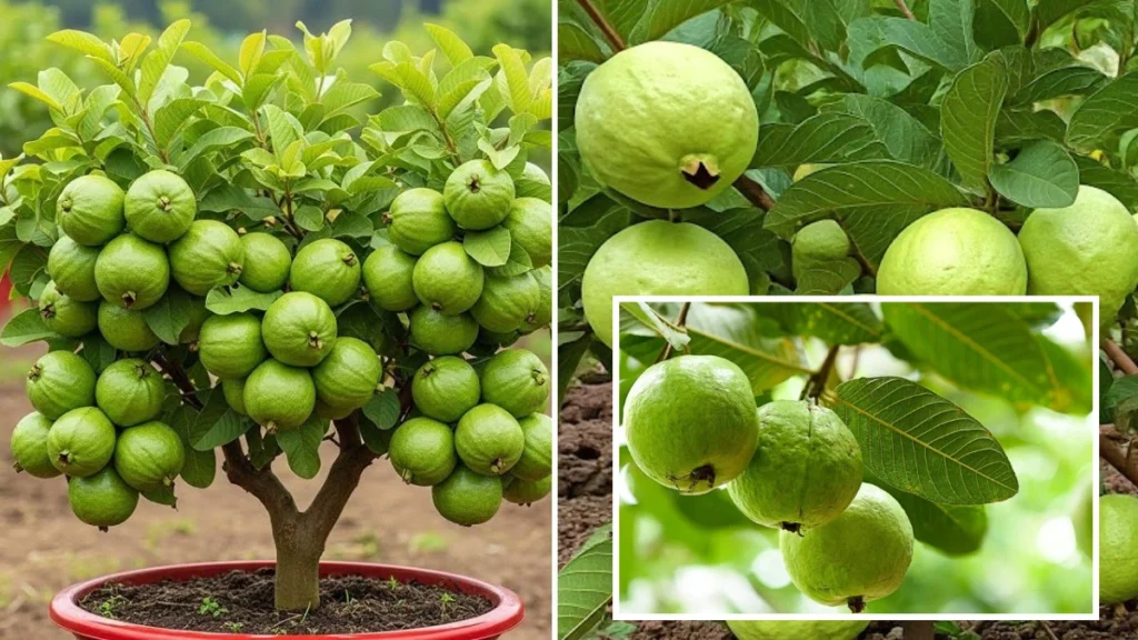The current image has no alternative text. The file name is: How-to-Grow-Guava-Successfully-in-2026.webp